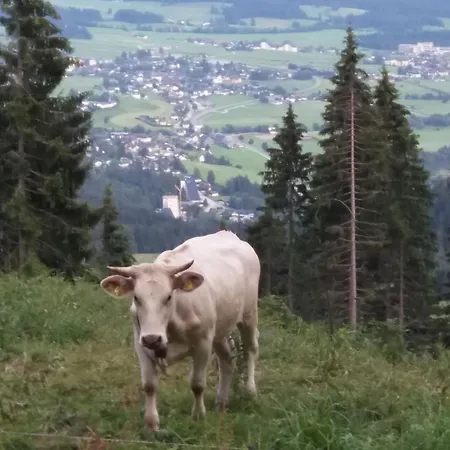 Haus Schatzl Mit Garten Und Bademoeglichkeit Im Fluss Apartmán Bad Aussee